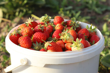 Strawberries in a white bucket against the background of beds in the garden