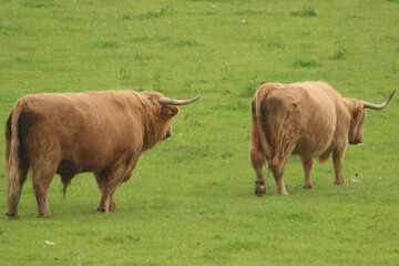 Highland cattle in ameadow in Scotland