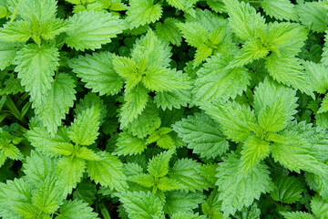 Close up of common, stinging, burn nettel plants viewed from above, top.