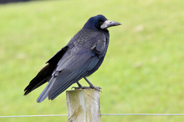 Rook bird, Scotland, United Kingdom