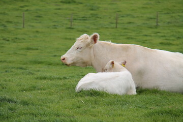 Obraz premium Farmyard Whitebred Shorthorn Cattle Mother and Calf.