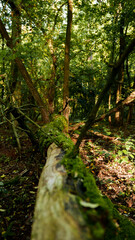 footpath in the forest