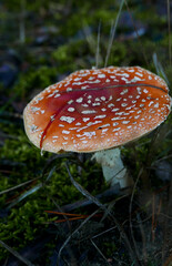 fly agaric mushroom