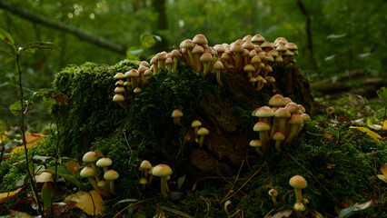 mushrooms on a tree