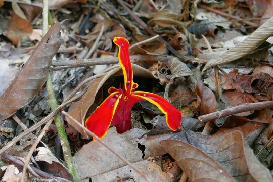 Closeup of red and yellow Columnea growing between fallen dry leaves and twigs on the ground