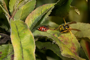 Ladybug and wasp on a peach leaf with aphids. The wasp feasts on sweet secretions that remain on the leaves after aphids. Ladybug eats aphids.