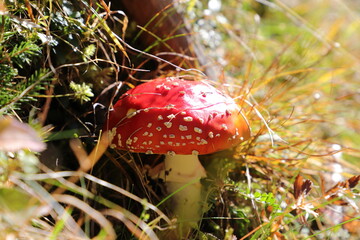 a red toadstool in the forest