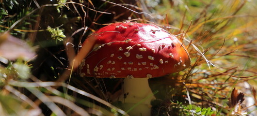 a red toadstool in the forest