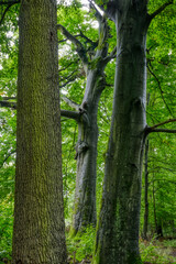 Drei Bäume im Wald in der Wahner Heide im Herbst