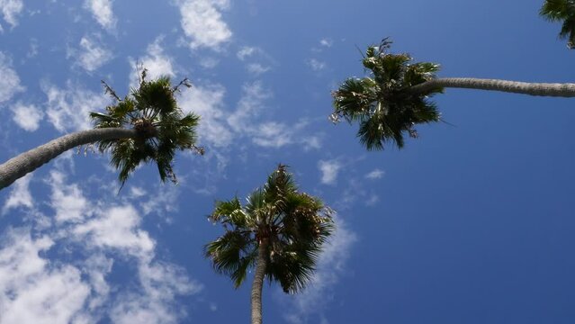 Tilt down along a group of gigantic palm trees against blue sky and clouds in San Clemente, California.