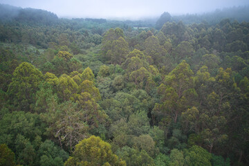 Naklejka premium Vista paronímica de un bosque desde un drone con niebla de fondo