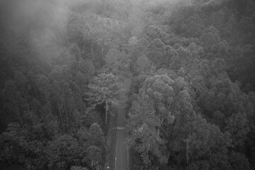 Vista paronímica de un bosque desde un drone con niebla de fondo en blanco y negro