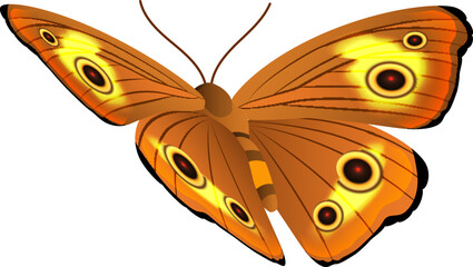 Flying moth. Colorful butterfly. Beautiful winged insect