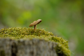Tiny mushroom in woodland after storm 