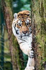 Vertical shot of a Siberian tiger from behind a tree