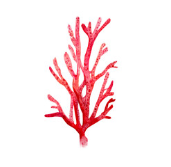 Hand drawn watercolor drawing of coral plant, illustration art.