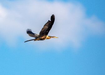 Anhinga in flight over Fort Bend County, Texas!