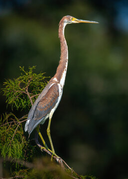 Tricolored Heron In Fort Bend County, Texas!