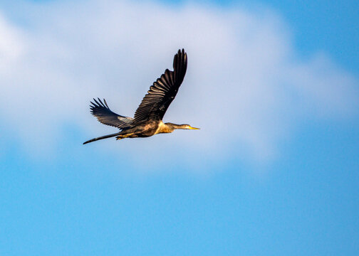 Anhinga In Flight Over Fort Bend County, Texas!