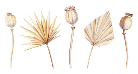 Hand painted watercolor dry palm leaves and poppies on white background. Watercolor illustration. Dry boho flowers and leaves © Salnikova Studio
