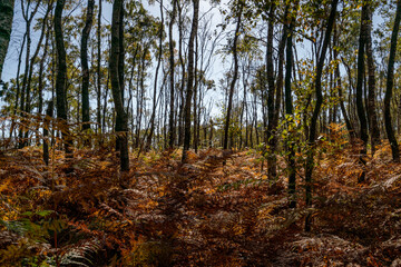 autumn in the forest