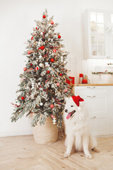 Christmas concept. Greeting card with christmas tree and dog in red hat. Holiday concept interior.