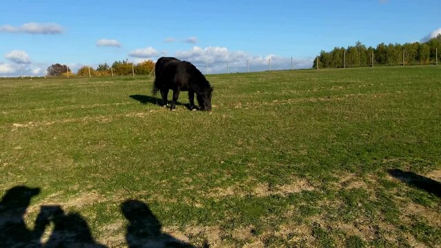 Pony in a private mini zoo