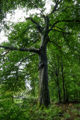 Naklejka premium Schöner alter Baum im Wald in der Wahner Heide im Herbst