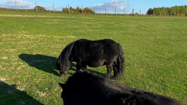Pony in a private mini zoo