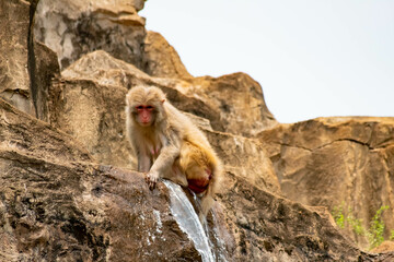 long macaque sitting on a rock