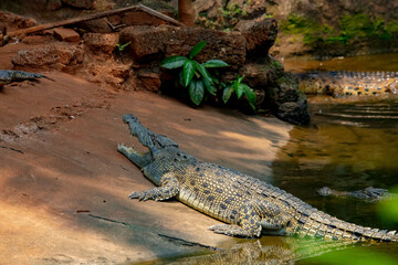 alligator in the swamp