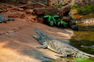 alligator in the everglades