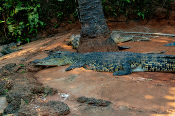 alligator in the forest