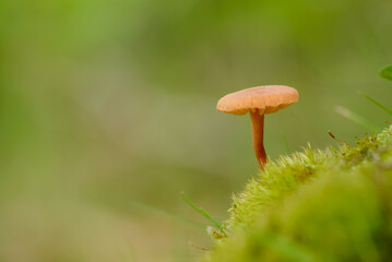 Tiny mushroom in woodland after storm 