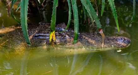 alligator in a pond