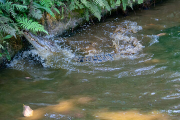 aligator