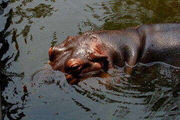 hippopotamus in water
