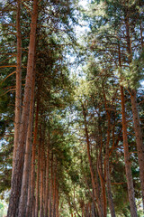 Beautiful perspective of walkway in the pine forest in autumn. Vertical photography, wallpaper, background, abstract.