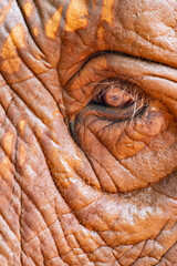 elephant eye