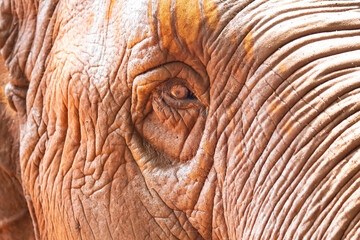Fototapeta premium close up of a elephant