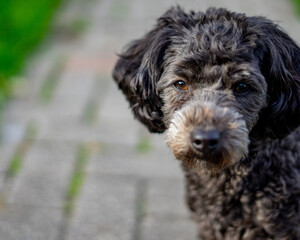 Borris der Zwergpudel im Garten