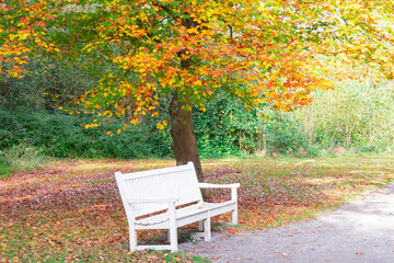 Fototapeta premium bench in autumn park