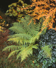 Farn im Herbst