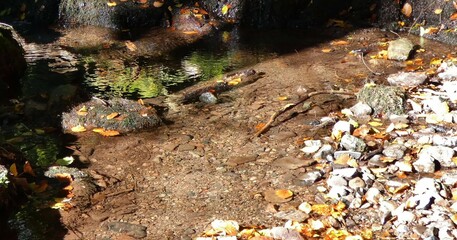 Bach mit Herbstlaub