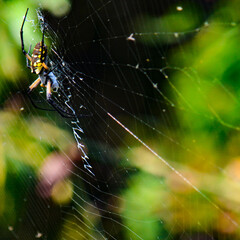 spider on web