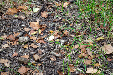 autumn leaves on the ground