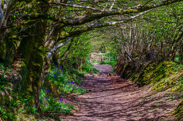 Obraz premium Exmoor Tree Line