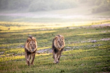 Pair of powerful male lions walking on a safari field
