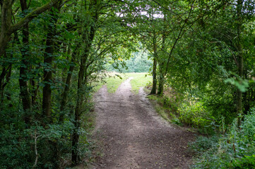 path in the forest