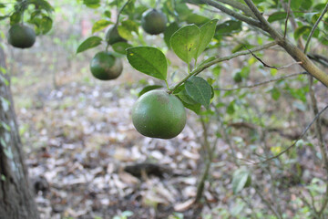 Green color of orange fruit hanging on the tree